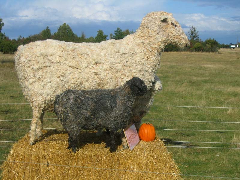 Får