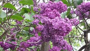 Fantastisk blomsterprakt i hela stan