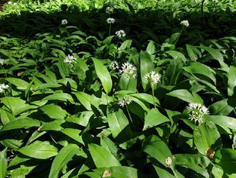 Munkängarna med Ramslök som fortfarande blommar
