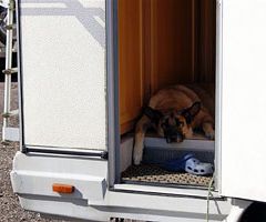 Avslappnad hund