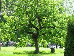 Vackra träd i parken