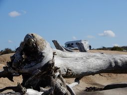 Delad 5:e plats: Trästock, Bohus-Malmön