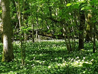 Munkängarna med Ramslök som fortfarande blommar