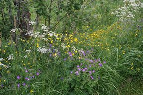 Blommor, blommor, blommor!