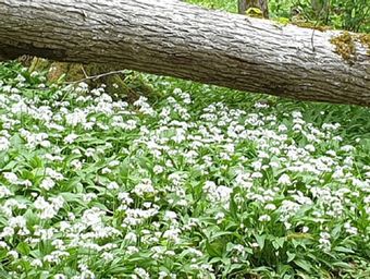 Munkängarna, mer blomsterprakt och mossbevuxna gamla trädrötter