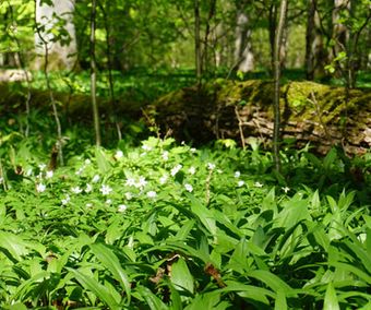 Vårblomning