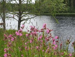 Blomsterprakt