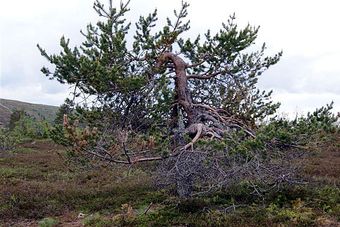 KF-6-juni-2013-02360-640