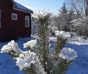 Delad 3:e plats: Påskesnö