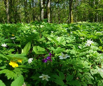 Vårblomning i "Munkängarna"
