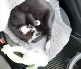 Foto: N950