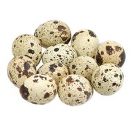 Vaktelägg