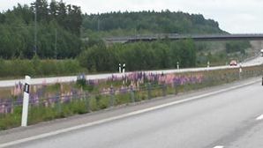 ARA-KOLSTA-0605_154735-300