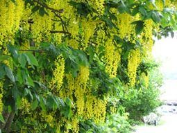 Fantastisk blomsterprakt i hela stan