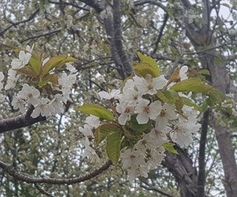 Vårblomning