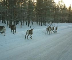 Renar på vägen, Foto: N188, Elsa Johansson
