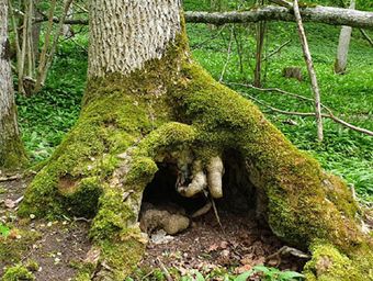 Munkängarna, mer blomsterprakt och mossbevuxna gamla trädrötter