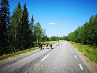 Kreatur på väg.