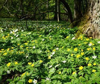 Vårblomning i "Munkängarna"