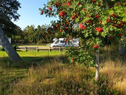 Litet rönnträd, Sandhem